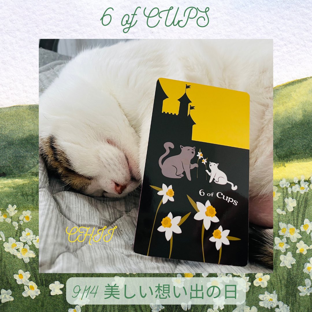oraclerinko's tweet image. 9/14美しい想い出の日✨懐かしい気持ちに再会する日。昔と変わったこと、変わらないこと、どちらも精一杯生きた証です💝今日思い出したことや気づきが今の自分へのヒントになります☝️家族団欒の時間を持ちましょう🥰 #6ofCUPS #スヤスヤﾆｬ #タロット #猫