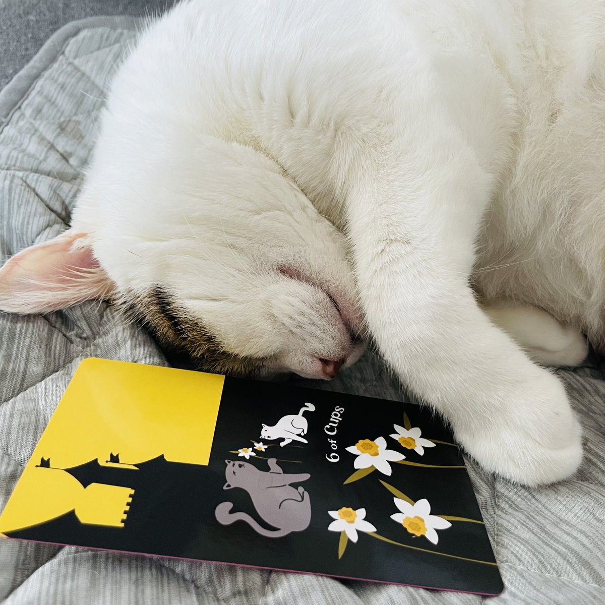 oraclerinko's tweet image. 9/14美しい想い出の日✨懐かしい気持ちに再会する日。昔と変わったこと、変わらないこと、どちらも精一杯生きた証です💝今日思い出したことや気づきが今の自分へのヒントになります☝️家族団欒の時間を持ちましょう🥰 #6ofCUPS #スヤスヤﾆｬ #タロット #猫