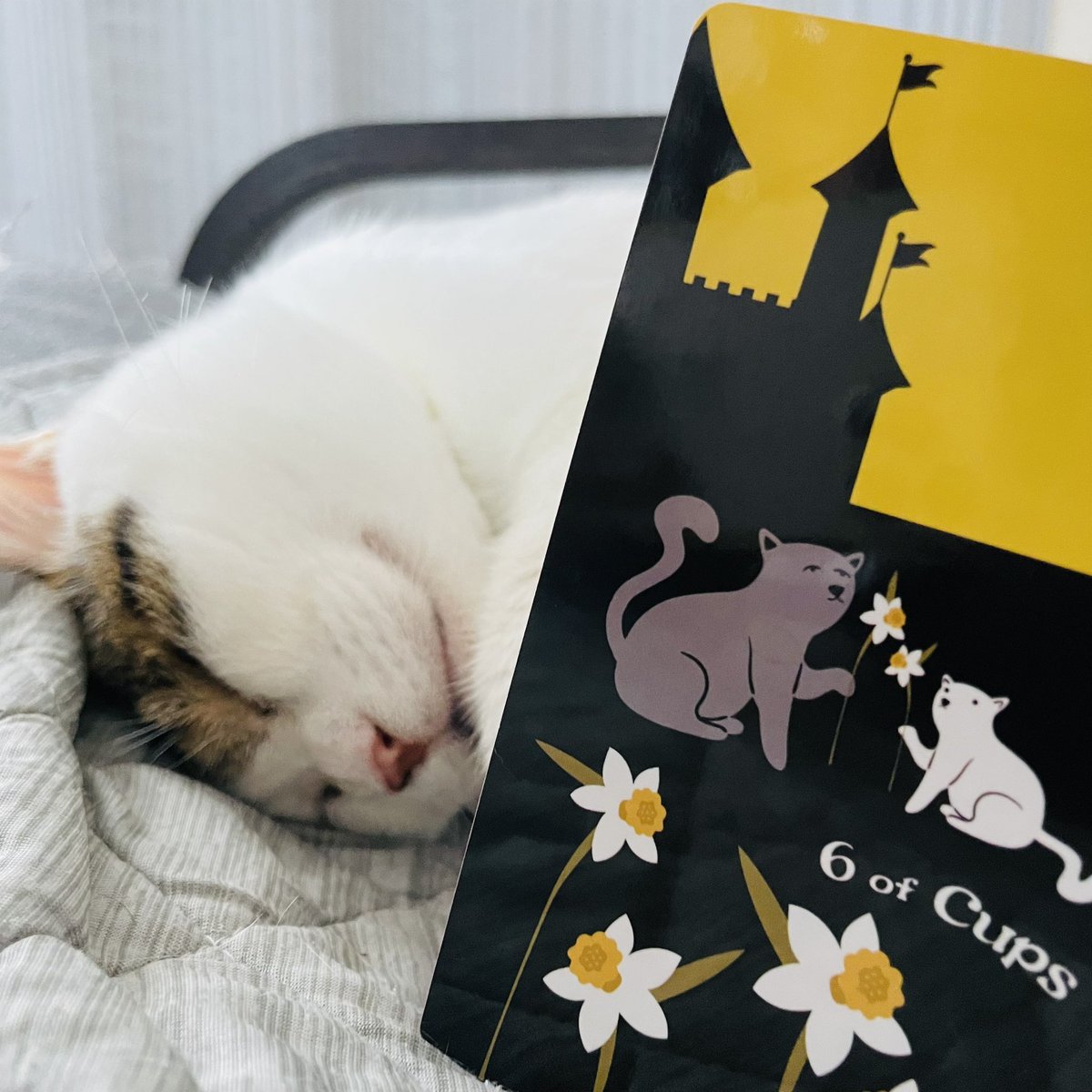 oraclerinko's tweet image. 9/14美しい想い出の日✨懐かしい気持ちに再会する日。昔と変わったこと、変わらないこと、どちらも精一杯生きた証です💝今日思い出したことや気づきが今の自分へのヒントになります☝️家族団欒の時間を持ちましょう🥰 #6ofCUPS #スヤスヤﾆｬ #タロット #猫