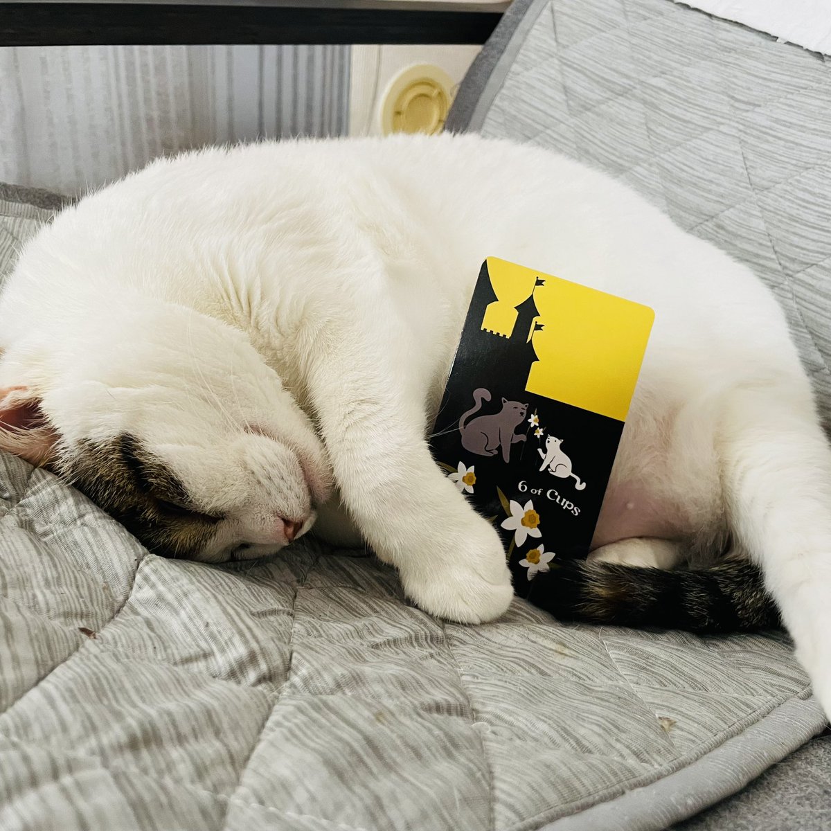 oraclerinko's tweet image. 9/14美しい想い出の日✨懐かしい気持ちに再会する日。昔と変わったこと、変わらないこと、どちらも精一杯生きた証です💝今日思い出したことや気づきが今の自分へのヒントになります☝️家族団欒の時間を持ちましょう🥰 #6ofCUPS #スヤスヤﾆｬ #タロット #猫