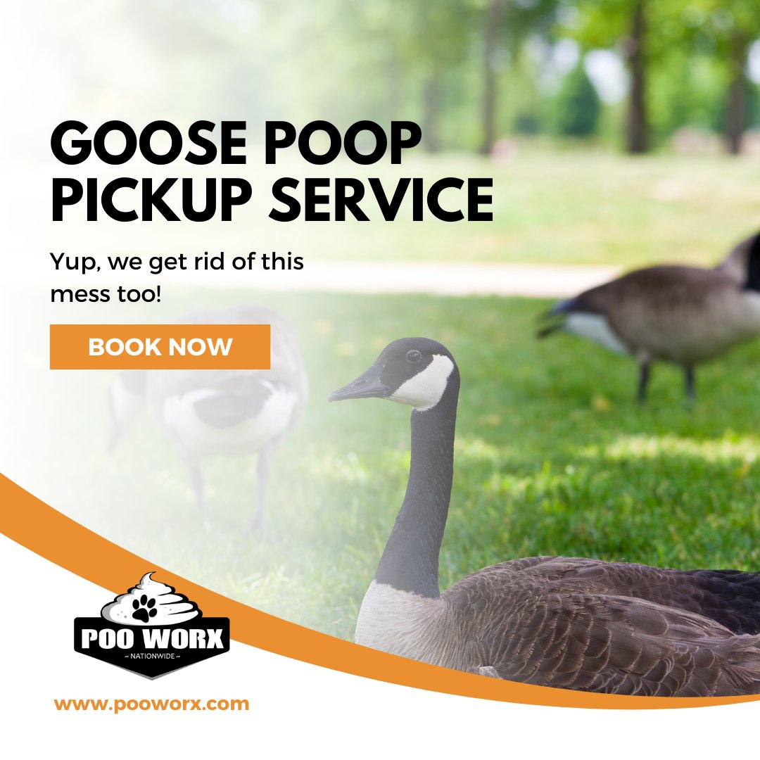 Do the geese love to visit your yard? Yup, we pick up that 💩 also 😎 
📞 Call/Text: 250-826-8028 for more details! 

#GoosePoopBeGone #CommunityCleanUp #petwasteremoval #petwaste #dogwaste #dogpooppickup #ScoopThePoop #okanagan #canadadog #pooworx #goosepoop #goosepooppickup