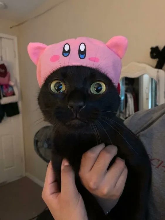 Black cats are not bad luck tweet media