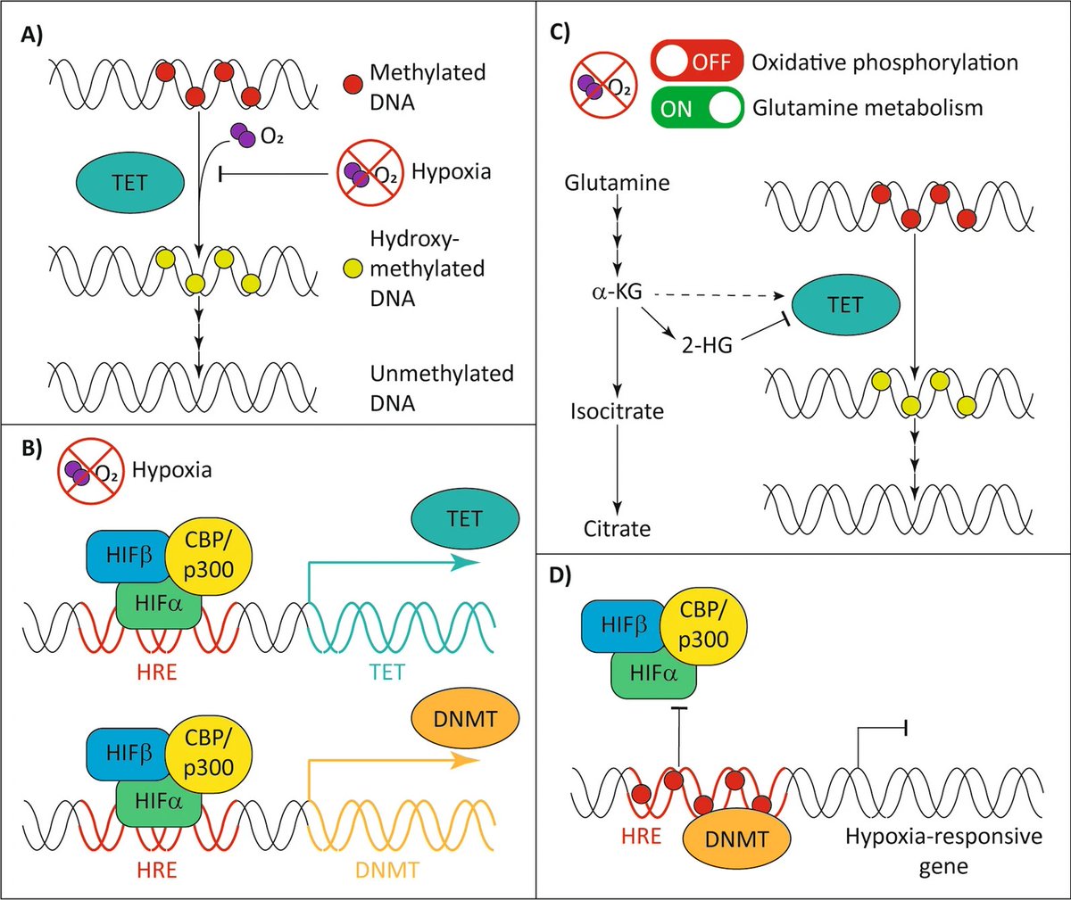 Heather Lee (@dr_heather_lee) on Twitter photo Our new review on #hypoxia and #DNAmethylation in #AML is online today. We explored complex and bi-directional interactions between hypoxia signalling and regulation of DNA methylation as well as implications for AML therapy. 
…lepigeneticsjournal.biomedcentral.com/articles/10.11… Our new review on #hypoxia and #DNAmethylation in #AML is online today. We explored complex and bi-directional interactions between hypoxia signalling and regulation of DNA methylation as well as implications for AML therapy. 
…lepigeneticsjournal.biomedcentral.com/articles/10.11…