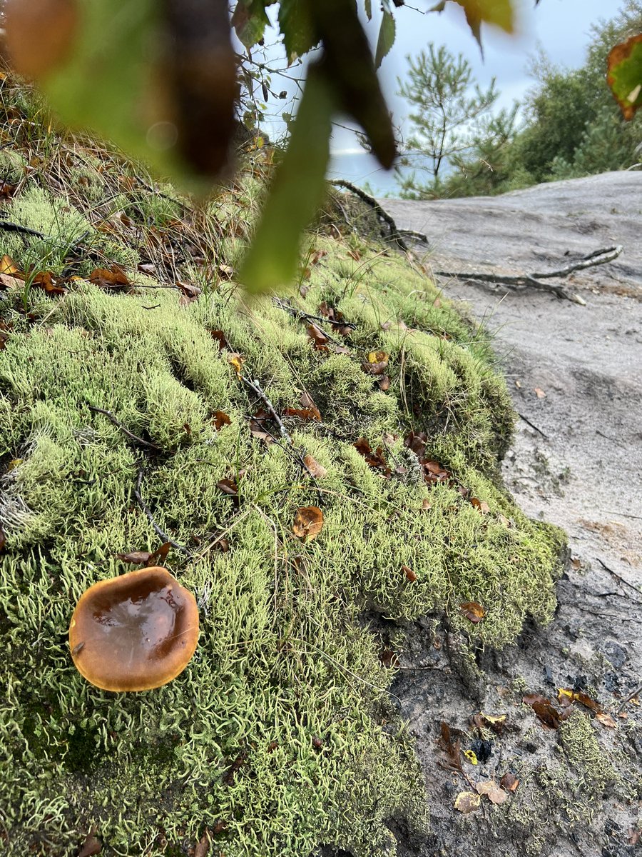 Anne L. - German Peakers tweet media