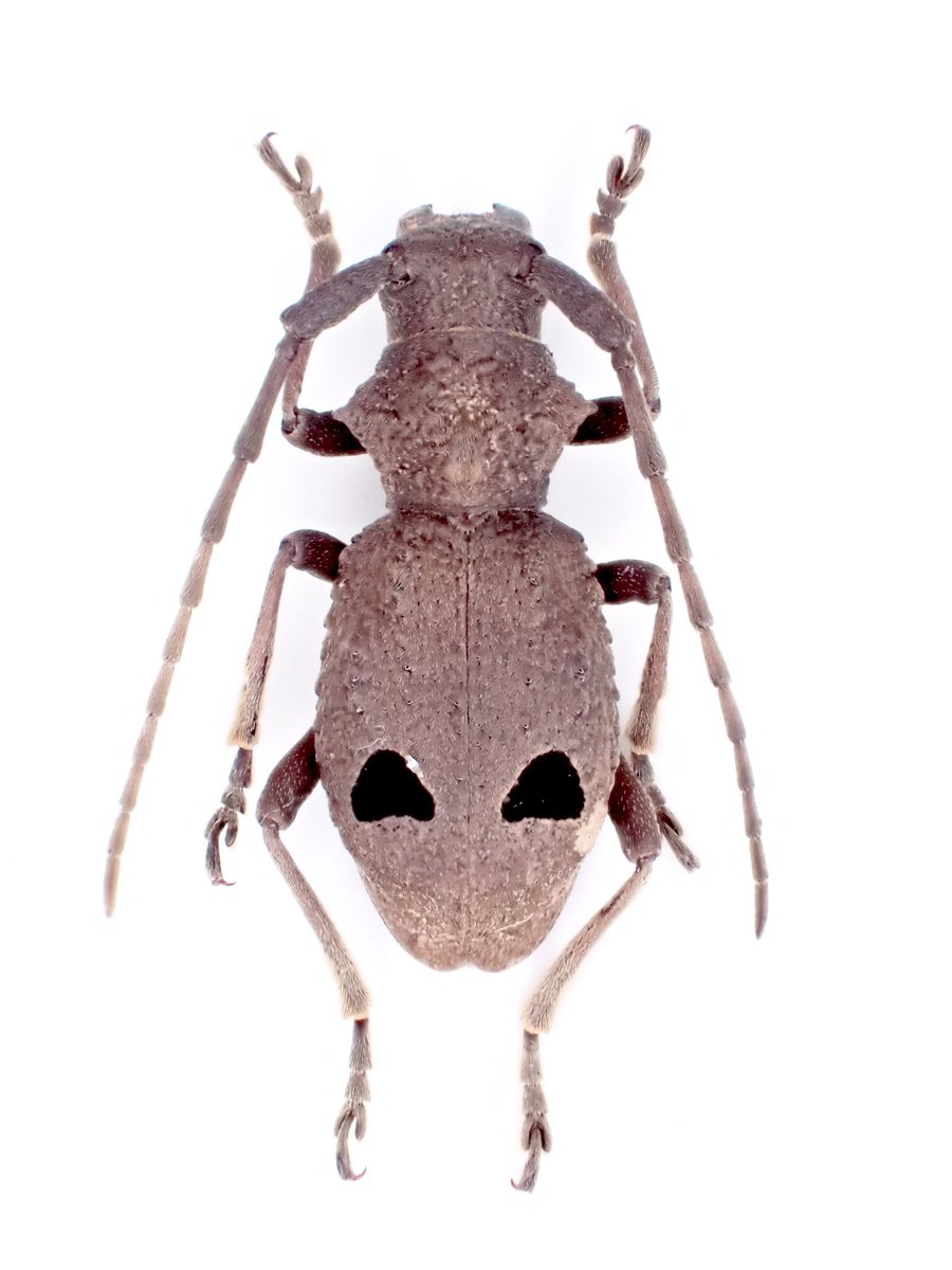Morimospasma Ganglbauer, 1889 (Coleoptera, Cerambycidae, Lamiinae) from Hubei, China
中国のコブヤハズカミキリでタニグチの様な黒紋が凄まじい
世界のコブヤハズカミキリは全て集めたい