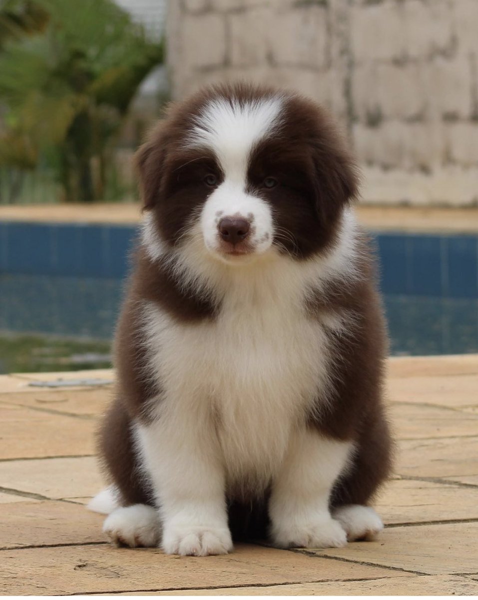 teruteru5wan's tweet photo. ちょっと待てーい
なんだこの可愛い🐻いやいやパピー🐕は😍
こういう写真見ちゃうと、お迎えしたくなっちゃうよね💕 https://t.co/TGZFCZPedY