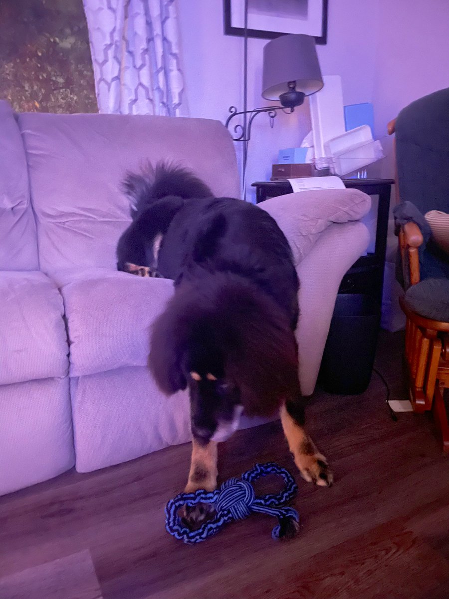 TrashedPanda87's tweet photo. @Phil_Sledge 8mo old Tibetan Mastiff and 8 yo German Shepherd mix https://t.co/LaiRgXwXSW