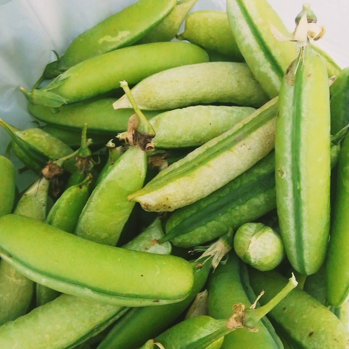 mari_pili68's tweet photo. "Lo que siembras, cosechas" Primera vez que sembramos #alverjas y nos salió casi un kg de una sola mata y todavía quedan para cosechar en unos días mas ☺️ #arvejas #guisantes #chícharos #petitpois https://t.co/Zl2U1EPPIF