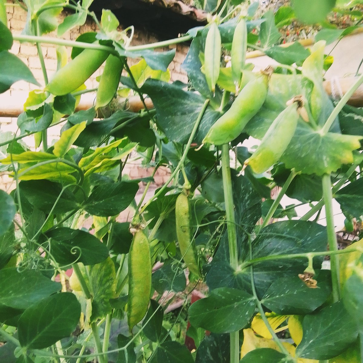 mari_pili68's tweet photo. "Lo que siembras, cosechas" Primera vez que sembramos #alverjas y nos salió casi un kg de una sola mata y todavía quedan para cosechar en unos días mas ☺️ #arvejas #guisantes #chícharos #petitpois https://t.co/Zl2U1EPPIF