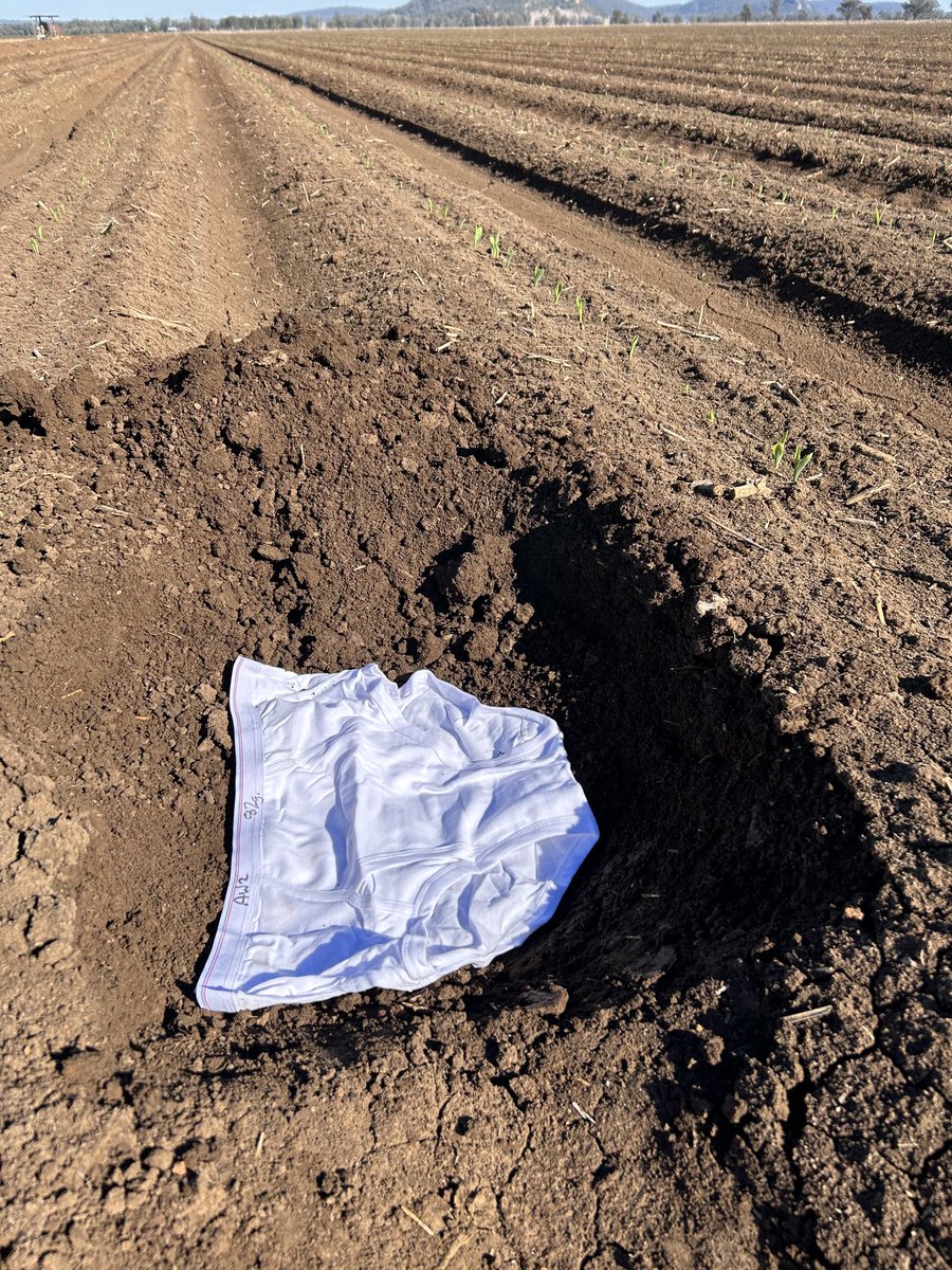 bugs_are_us's tweet photo. Soiling my undies- burying some cotton undies in our corn and cotton soils to see the microbial activity that will break the natural fibre down over the next 8 weeks. https://t.co/NaBSHpEvsh