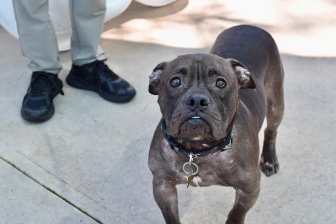 psychicwhisper3's tweet photo. 😢Poor Sweet BENJI, Is Absolutely Petrified
In This Place #NYCACC He Has Allergies😢
Prob Allergic To Prev Owner That Gave This
Cutie🥰Up. Timid &😨3Yr Old
Pls Get This Little🧁Out🙏#Pledge2🛟
For #Foster DM @Notthesamenow2
📧dogslivesmatter@gmail.com #175548
#Help🔖9/14💔☠️ https://t.co/GsIYm5ZpaG
