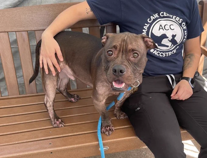 psychicwhisper3's tweet photo. 😢Poor Sweet BENJI, Is Absolutely Petrified
In This Place #NYCACC He Has Allergies😢
Prob Allergic To Prev Owner That Gave This
Cutie🥰Up. Timid &😨3Yr Old
Pls Get This Little🧁Out🙏#Pledge2🛟
For #Foster DM @Notthesamenow2
📧dogslivesmatter@gmail.com #175548
#Help🔖9/14💔☠️ https://t.co/GsIYm5ZpaG
