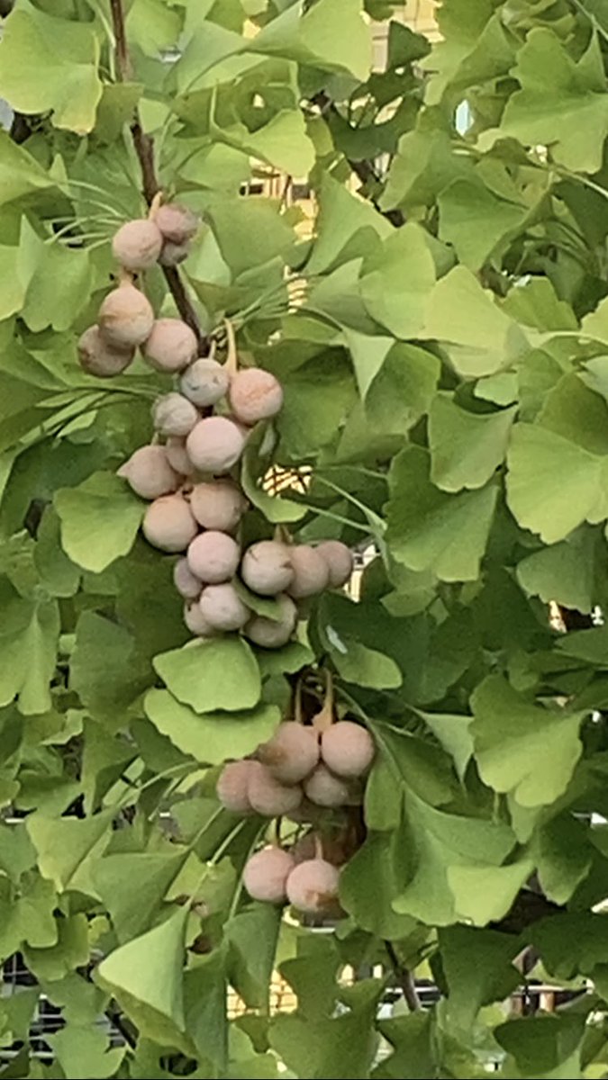 リボン🎀には、あまり関係ないけど…秋ですね🍂
#猫がいる幸せ 
#猫好きさんと繋がりたい 
#アメリカンカール 
#パンパスグラス 
#銀杏