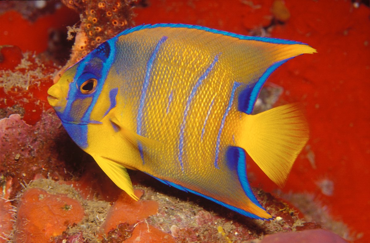You never know who you may spot at Anse Chastanet! #ansechastanet #stlucia