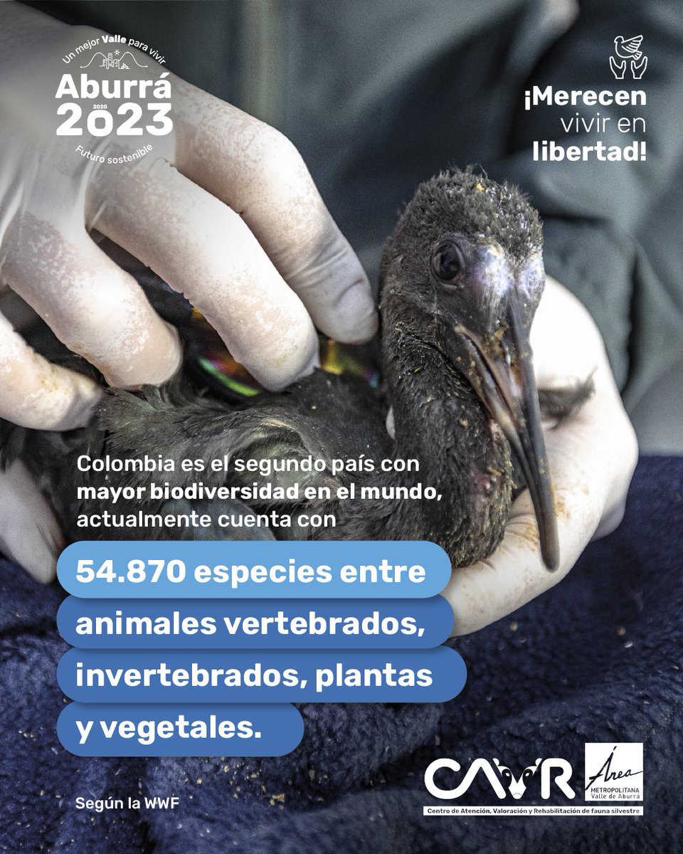 Areametropol's tweet photo. 🥹Cada especie en peligro de extinción que habita nuestro país tiene una historia que contar, por ello desde el #CAVR trabajamos con nuestra capacidad técnica para escribir, día a día, un futuro donde puedan seguir existiendo🤩. https://t.co/nrUgk3S2lv