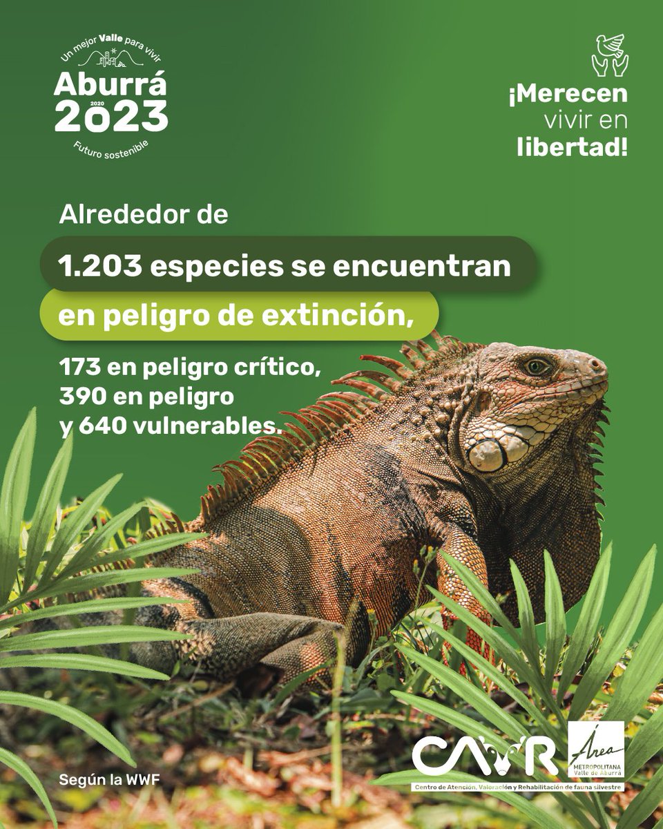 Areametropol's tweet photo. 🥹Cada especie en peligro de extinción que habita nuestro país tiene una historia que contar, por ello desde el #CAVR trabajamos con nuestra capacidad técnica para escribir, día a día, un futuro donde puedan seguir existiendo🤩. https://t.co/nrUgk3S2lv