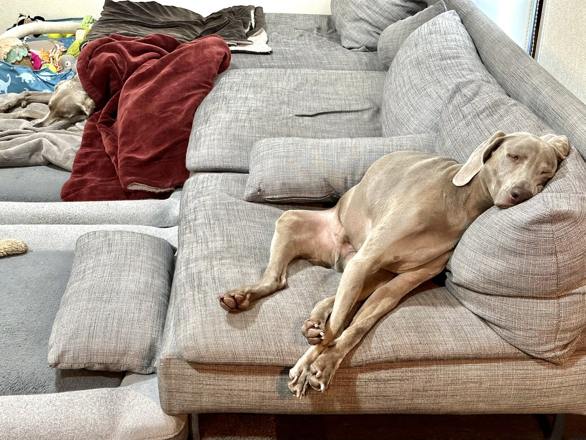 lupiloa_weim's tweet photo. 昨日プールで泳ぎまくって筋肉痛になり、今朝のお散歩を拒否してきた犬がこちらです。 https://t.co/0UBUnUDUWE