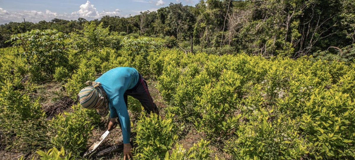 InSightCrime's tweet image. #Colombia | Putumayo is, for the second consecutive year, the department with the highest coca cultivation, according to the latest report by #SIMCI. What factors explain Putumayo&apos;s consistent increase in illicit crops?