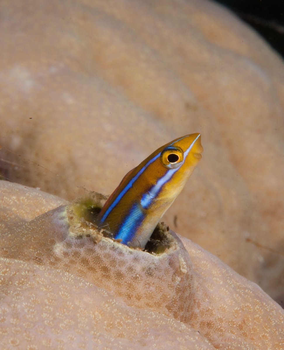 Get your #CheatSheet on photographing blennies: ikelite.com/blogs/cheat-sh…

What animal do you want a Cheat Sheet for next?

Images © Steve Miller

#blennies #blennyfish #gobie #dragonet #ikelite #uwphoto #photocheatsheet #photoguide #underwateranimals