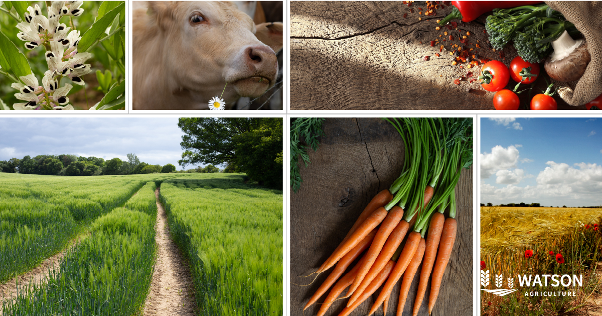 Recent forecasts suggest a 14% drop in Aussie agriculture production, but #WatsonAgriculture is here to support you through these challenging times.

Contact us for your farming and livestock needs:
watsonagriculture.com.au/contact-us/ 

#farming #Victoria #NSW