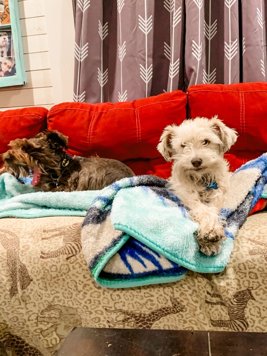 jaxandthegoober's tweet photo. Zen mode ๐งโโ๏ธ๐ถ
#schnauzer #miniatureschnauzer #schnauzersofinstagram #minischnauzer #schnauzerlove #schnauzers #schnauzerworld #schnauzerpuppy #schnauzermini #schnauzerlovers #schnauzerlife #schnauzergram https://t.co/NUfzG0ICv4