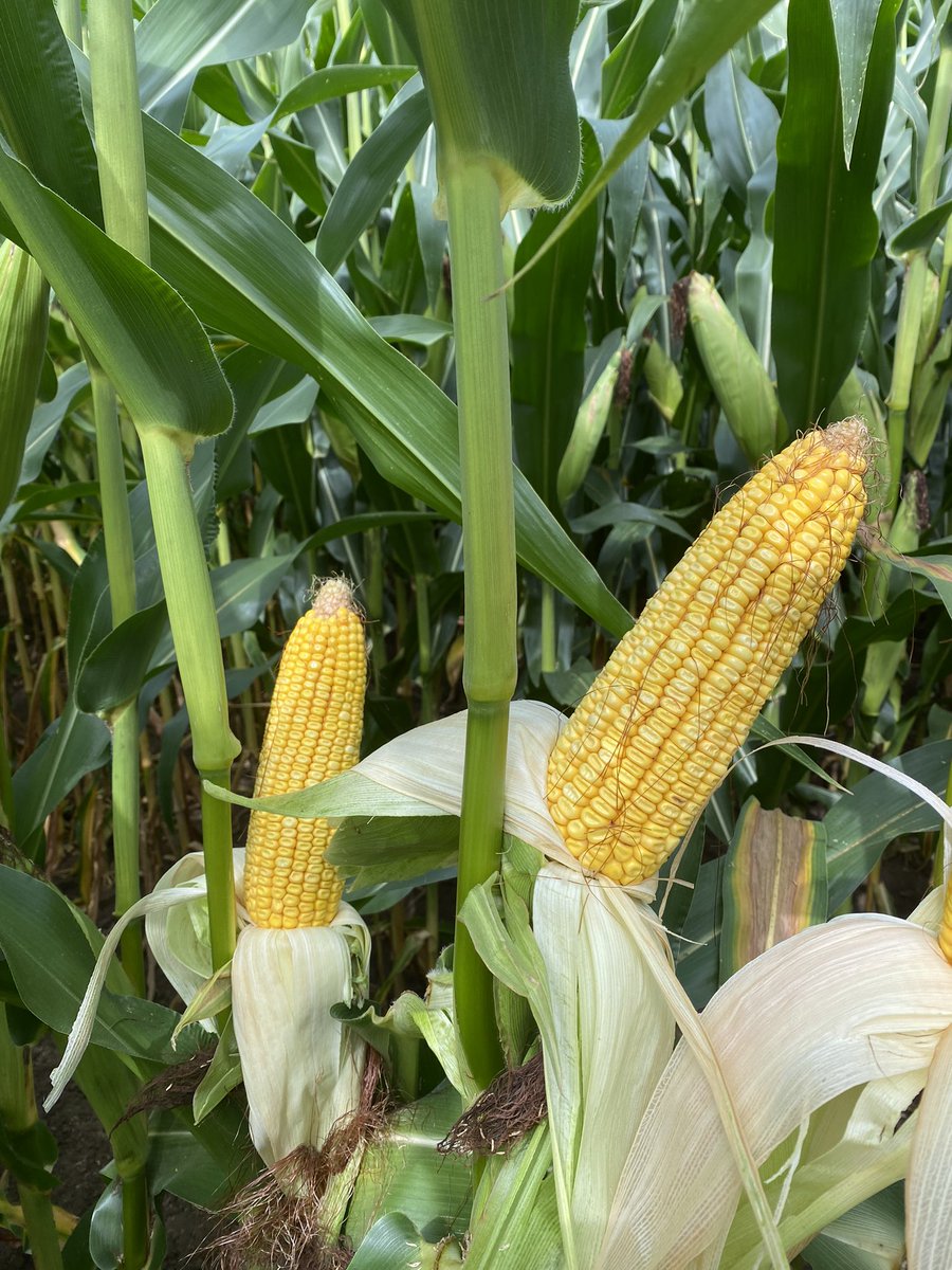 Zak Garver tweet media