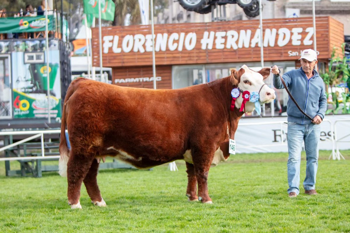 HEREFORD URUGUAY tweet media