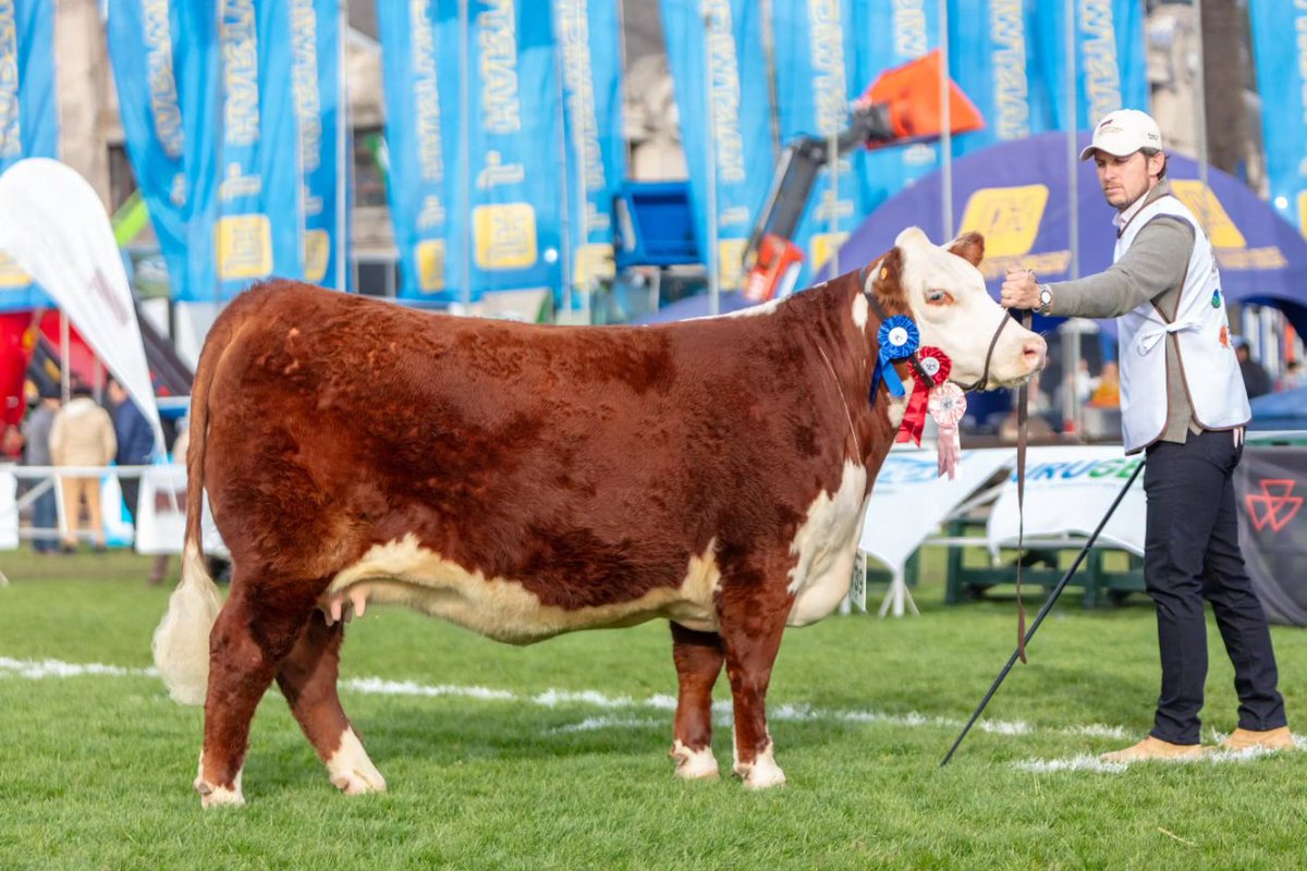 HEREFORD URUGUAY tweet media