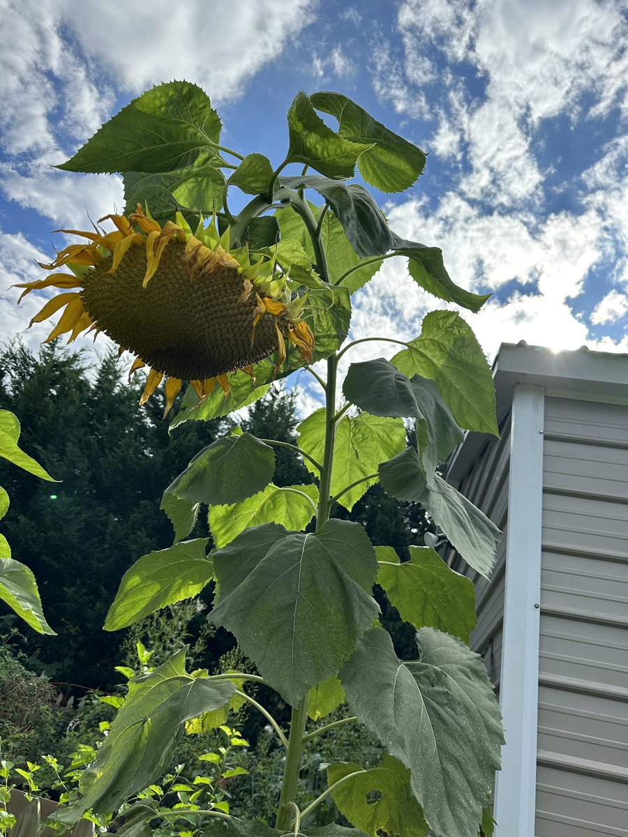 My sunflowers are probably on their last week 😭 The second one is almost done. I’ll leave them for the birds to enjoy the seeds . Wish they lasted the entire summer💚🌻🐦

#sunflowers #FlowersOfTwitter #Wednesdayvibe