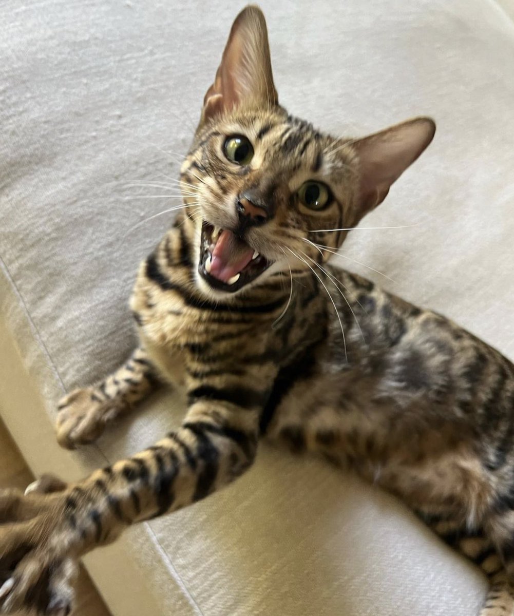ColsonAsCats's tweet photo. he loves u so much ;)  @machinegunkelly https://t.co/8Kxo4q2bdp