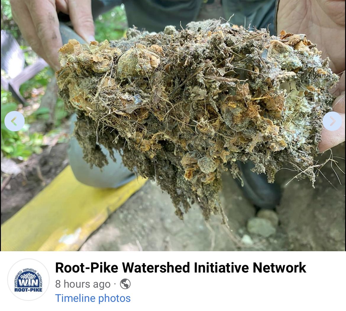 Yesterday, experts from <a href="/WDNR/">Wisconsin DNR</a> excavated the now abandoned #rustypatchedbumblebee nest on my property. Here is part of the nest donated to science. It is estimated that ~1000 bees called it home! m.facebook.com/rootpikewin <a href="/xercessociety/">The Xerces Society</a> <a href="/USFWS/">U.S. Fish and Wildlife Service</a> #bumblebees