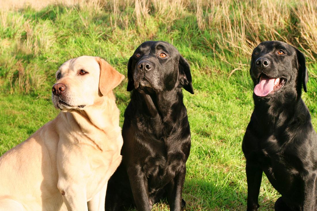 The K9 Collective tweet media