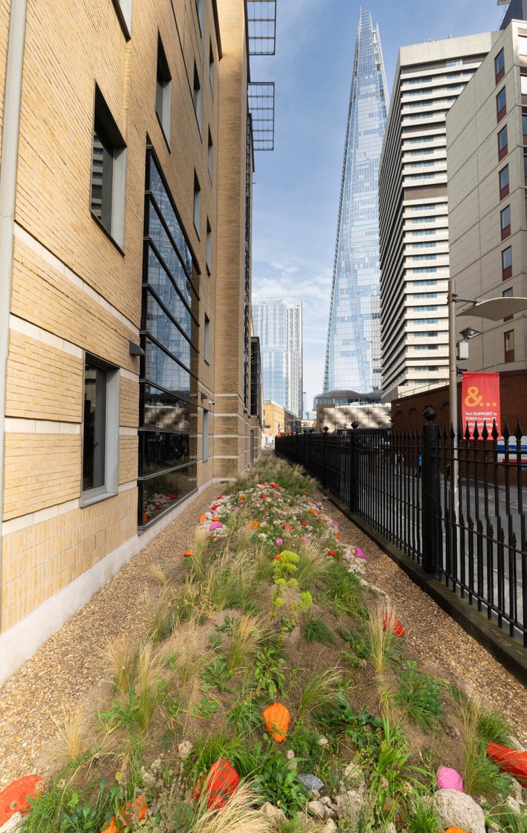 Darryl Moore (@moore_d) on Twitter photo Stakeholder event last Friday for the #WastetoWildlifeGarden <a href="/NHSEngland/">NHS England</a> Guy's Hospital, made for #biodiversity from recycled crushed concrete and sand (from locally demolished buildings). A working partnership between <a href="/GSTTnhs/">Guy's and St Thomas'</a> <a href="/KingsCollegeLon/">King's College London</a> <a href="/cityscapesUK/">Cityscapes</a> <a href="/TeamLondonBdg/">Team London Bridge</a> Stakeholder event last Friday for the #WastetoWildlifeGarden <a href="/NHSEngland/">NHS England</a> Guy's Hospital, made for #biodiversity from recycled crushed concrete and sand (from locally demolished buildings). A working partnership between <a href="/GSTTnhs/">Guy's and St Thomas'</a> <a href="/KingsCollegeLon/">King's College London</a> <a href="/cityscapesUK/">Cityscapes</a> <a href="/TeamLondonBdg/">Team London Bridge</a>