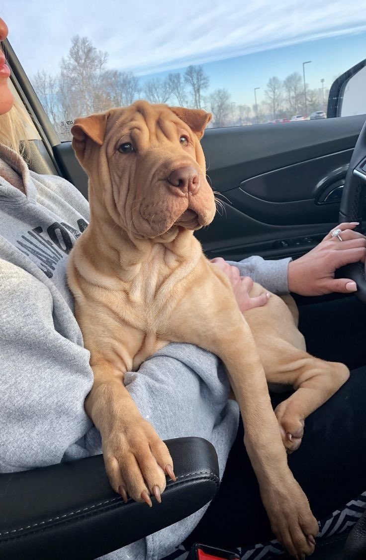 NewsDigitalesAr's tweet photo. queremos ver fotos de sus mascotassssss 🥰 https://t.co/VtBmxYwRAL