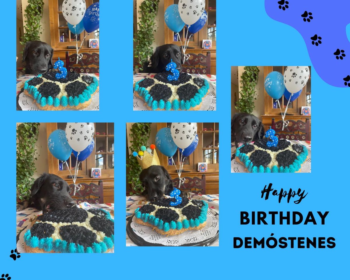RehileteRepos's tweet photo. Felicidades a #Demostenes #Pastelesparaperro #mascotas https://t.co/VLIWRKxyDj