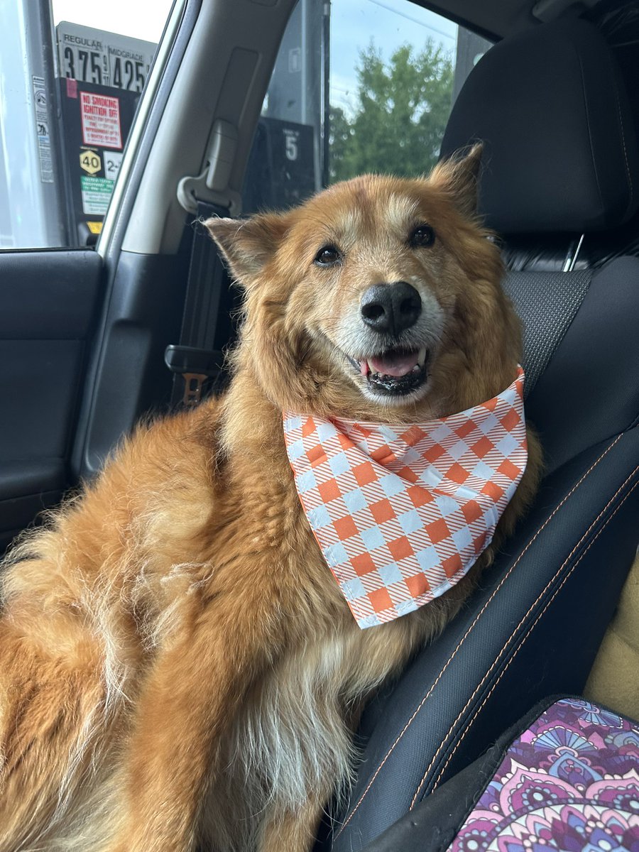 My shotgun rider, Atari (14!) 😍. His arthritis is  making it hard for him hop in the car and he hates the car ramp I got him. Cheese 🧀 magically motives him though🐕🐾🐾

#rescuedog #dogs #furryfriend