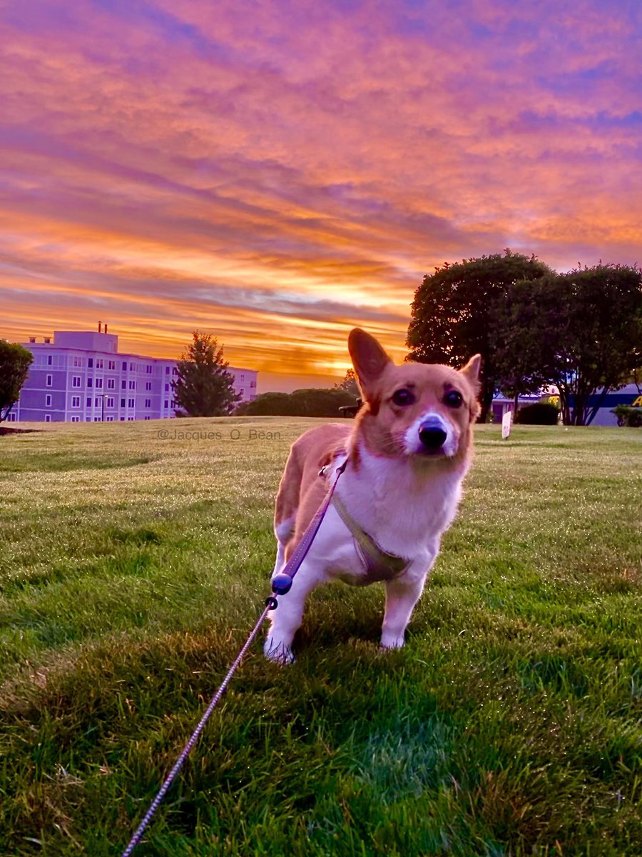 Jacques_O_Bean's tweet photo. Nature has just been flexing 💪 lately 

#Corgi #CorgiCrew #Dog #dogsoftwitter #puppy #cute #cuteanimals #cutedogs https://t.co/Wrxbh9sKPT