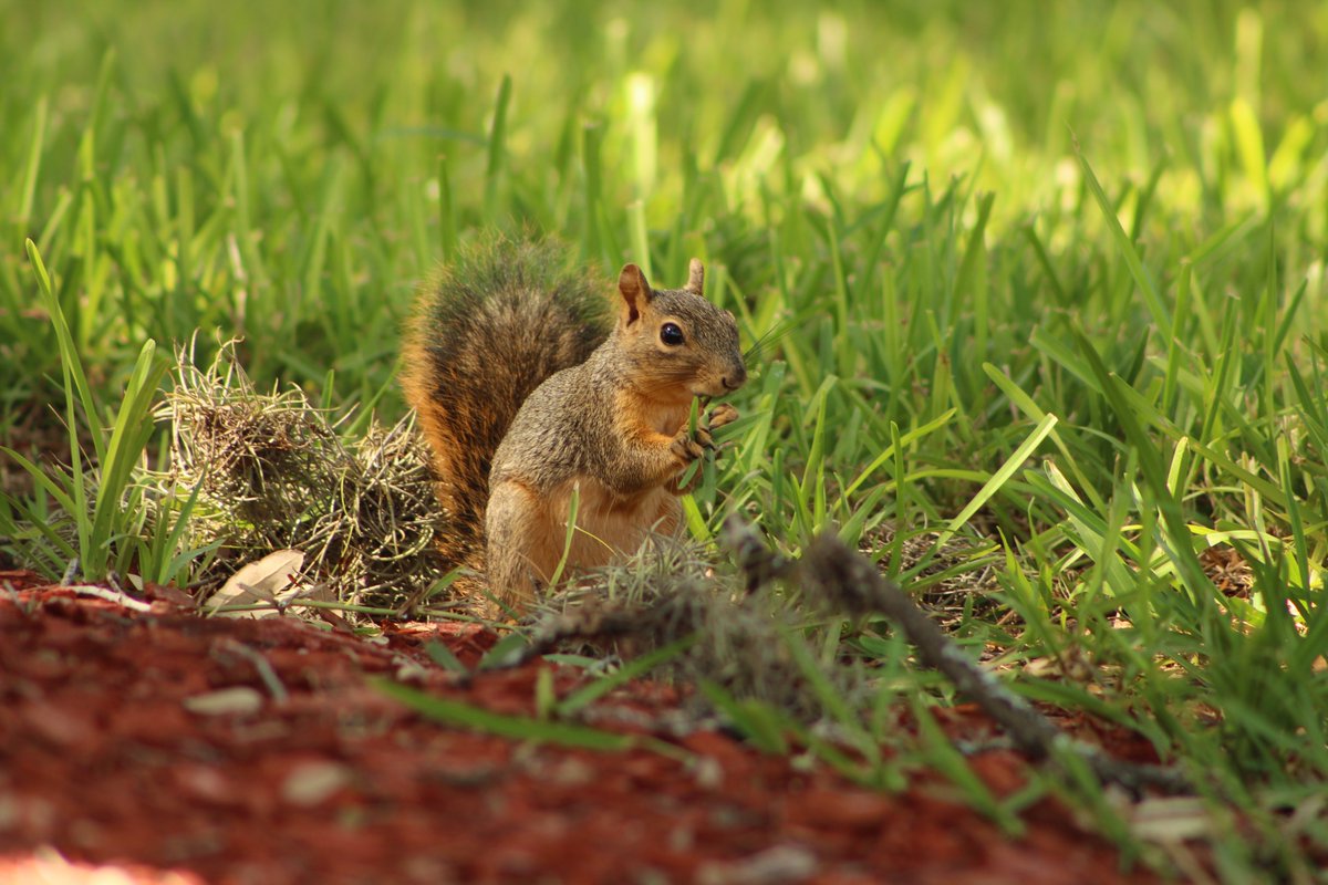 BanditoBill tweet media