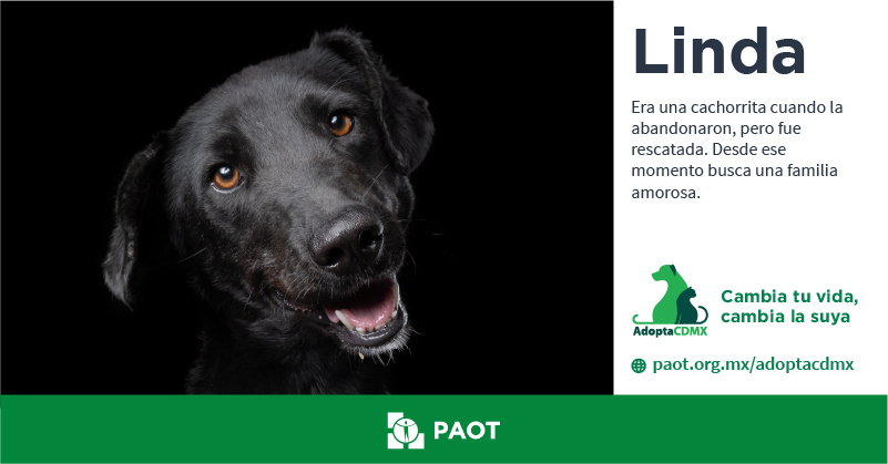 ¿No es una lindura? 😍 Linda es una perrita🐶 muy amorosa y juguetona está dispuesta a brindarte mucha felicidad y todo su cariño. ❤️‍🩹 ¿Te gustaría que forme parte de tu famillia? ✳️Datos para adopción👇 📞 5534095825 📧 a.ontiveros1991@gmail.com