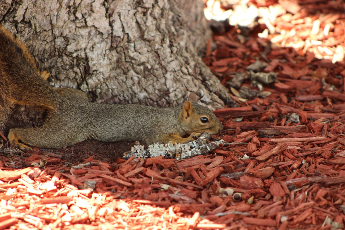 BanditoBill tweet media