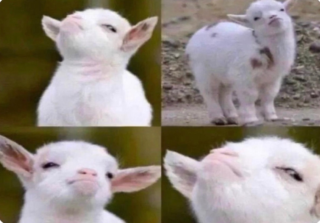 musadosmeme's tweet photo. Quando não acreditaram em você, mas no final você tinha razão https://t.co/RCGsTEY8Qc