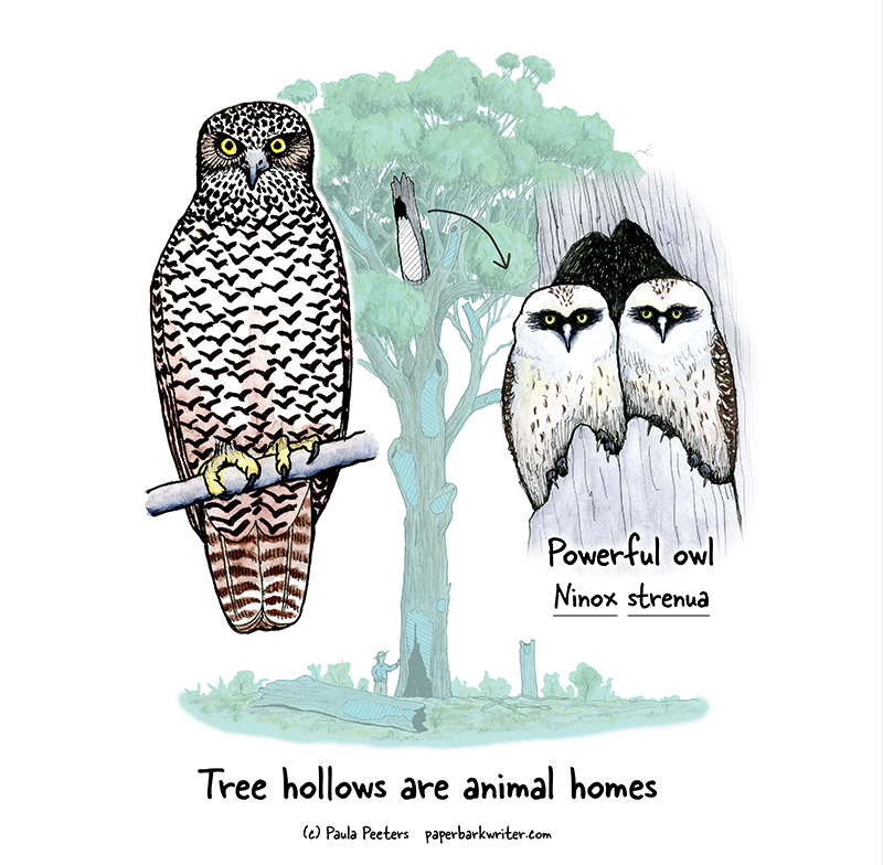 Eucalypts need to be at least 220 years old before they start to form the large hollows used by the Powerful Owl. This is one reason why the preservation of large old trees is important. This design is available on tshirts & other goodies here redbubble.com/shop/ap/152055… #owl #trees