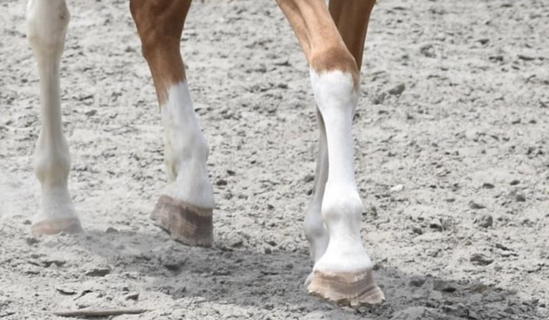 TheHussyHorse's tweet photo. If your broodmares feet look like this I’m going to judge the absolute shit out of you. https://t.co/NNQIZtYeEf
