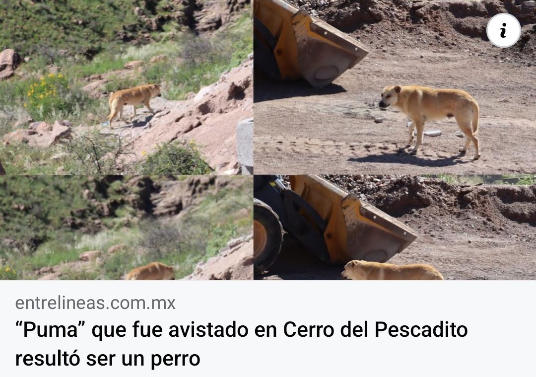 Out Of Context Chihuahua (@outofcontextcuu) on Twitter photo 