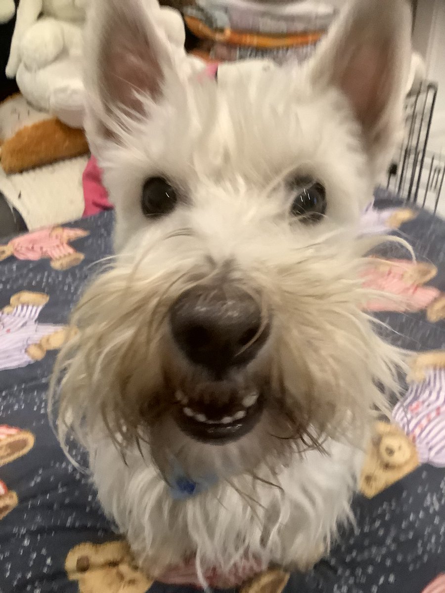 Maggie60310325's tweet image. Good morning bootiful frens. Have a great day/night wherever you are 🌏🌍🌎❤️ Please be kind, compassionate &amp;amp; helpful. Stay safe. Look after each other. I love you all, fanks for being my fren. 🙏🐾🦋🌷😊🤗😍😘🥰💖💕💝💞❤️💜💛💙💚🧡sorry if not reply to u this morning luv u 🙏❤️