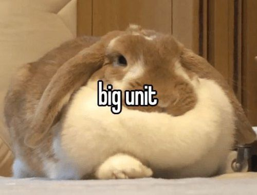 Bunnies (@rabbiteveryhour) on Twitter photo 