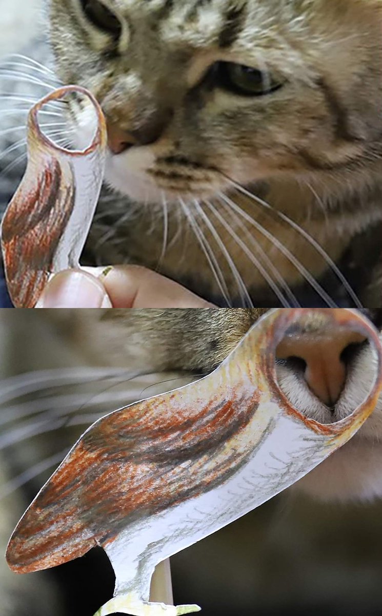 ( ( ( Irrolcat ) ) ) tweet media