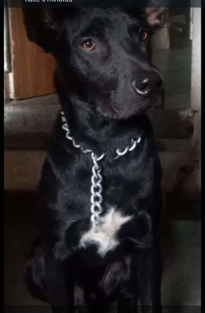 PerroUsuario's tweet photo. Mi nombre es Bonzo, me escapé de mi casa el sábado a las 2 de la tarde en el barrio San Miguel en Petare, mi mamá humana está muy triste. Por favor si me ves llámala 04141735136, ella sabrá agradecer . https://t.co/aW5qtBHIYD