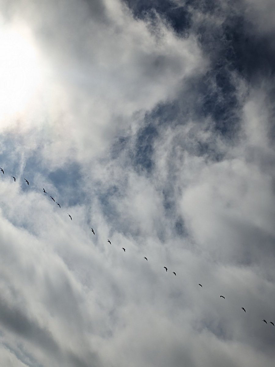 colin, supposedly tweet media