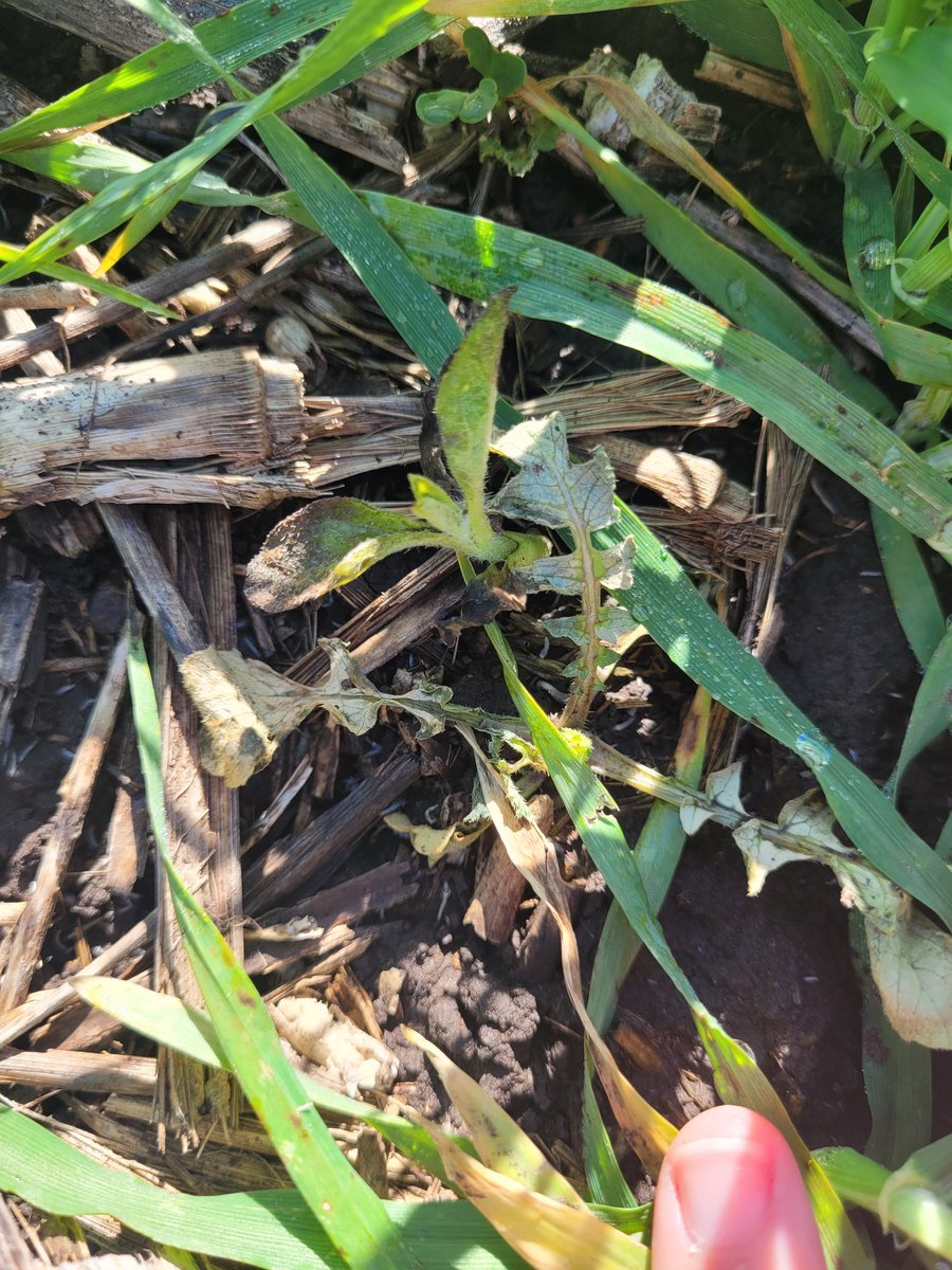JonatanMauro1's tweet photo. Dias de #Recorridas Primero Balcarce con Patricia Diez de Ulzurrun #Novedades @Syngenta_ar para el control de #Cruciferas y #RamaNegra #NELANE #consyngentaenelcampo https://t.co/pLVeBnVxrI